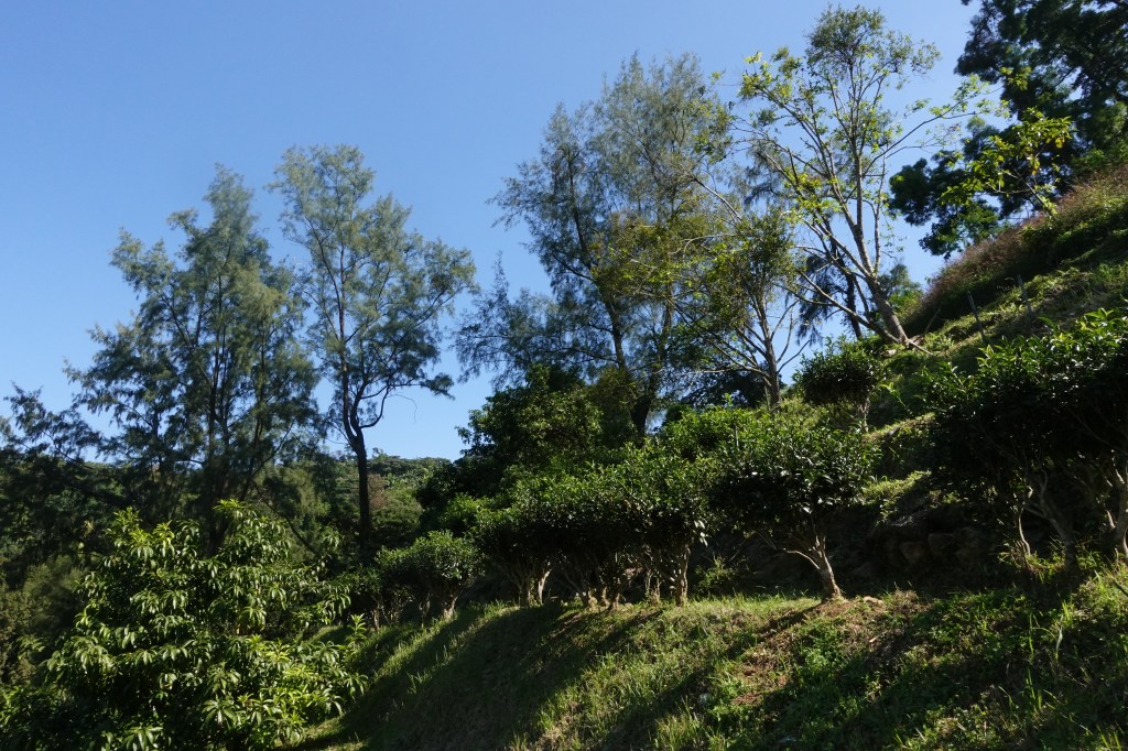 香港本地製茶的意義