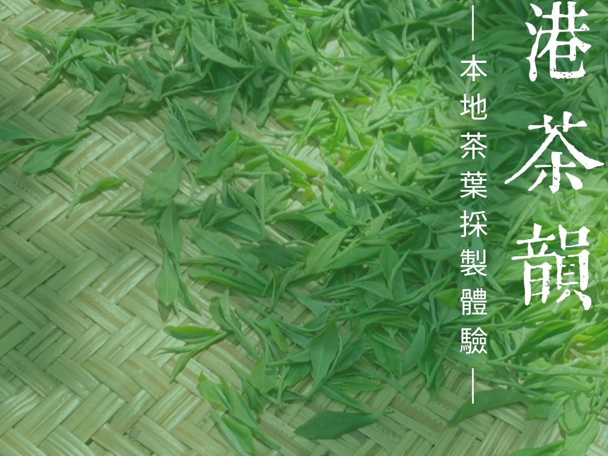 已完結｜香港茶韻-本地茶葉採製體驗