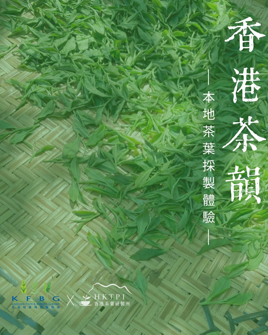 已完結｜香港茶韻-本地茶葉採製體驗