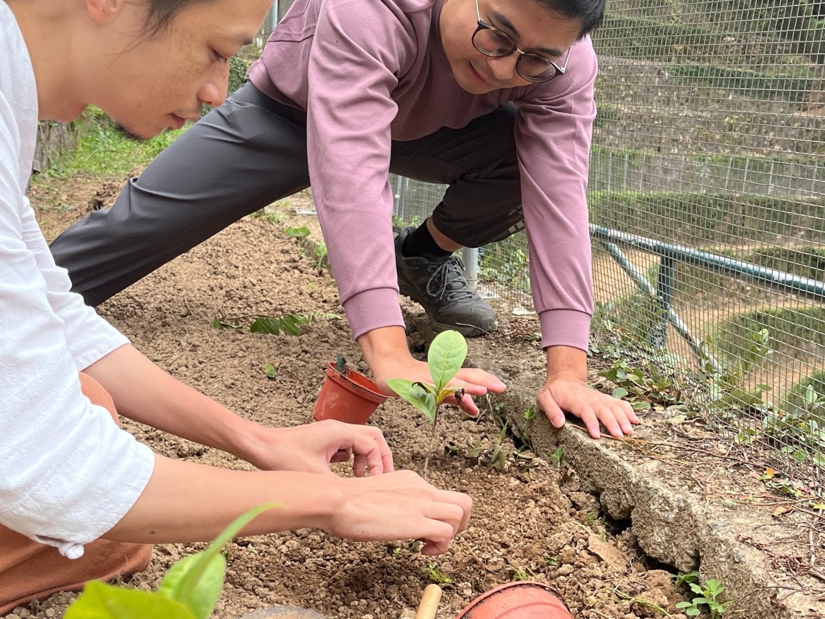 香港茶樹品種保育計畫 ─ 茂草岩村茶苗定植