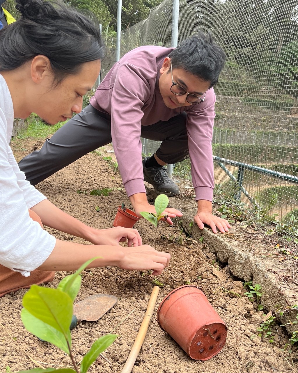 香港茶樹品種保育計畫 ─ 茂草岩村茶苗定植